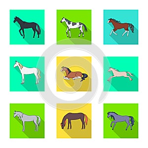 Vector illustration of breed and equestrian sign. Collection of breed and mare stock vector illustration.