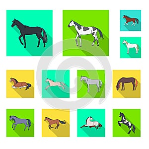 Vector illustration of breed and equestrian sign. Set of breed and mare vector icon for stock.