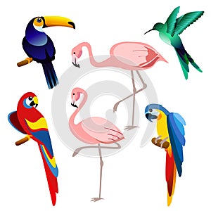 Vector illustration of bright color exotic tropical birds set isolated on white background in flat style.
