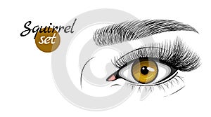 Vector illustration of brown female eye with extended eyelashes and eyebrow. Squirrel effect.