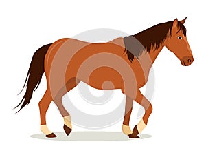 Vector illustration of a brown horse with a dark mane isolated