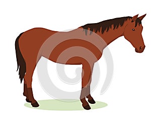 Vector illustration of a brown horse with a dark mane isolated