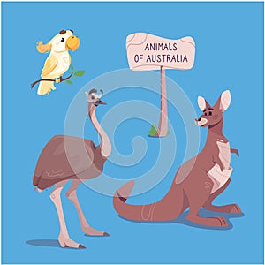 Vector illustration of a brown marsupial kangaroo, emu ostrich and cockatoo, isolated on blue background. Cute