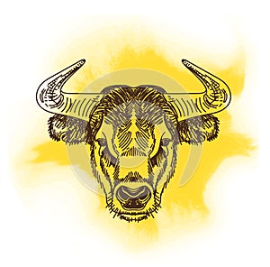 Vector illustration with bull head. Hand drawn