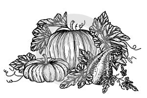 Vector illustration of a bush of 3 different pumpkins