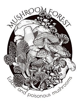 Vector illustration of a bush of edible and poisonous forest mushrooms