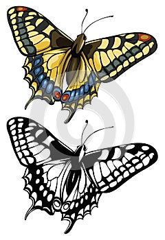 Vector illustration of a butterfly Swallowtail(Pap