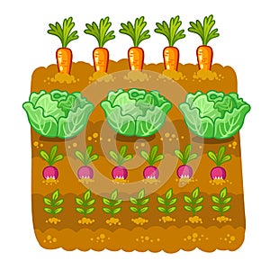 Vector illustration with cabbage and radish.