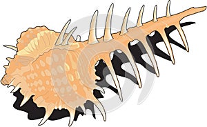 Cabrit`s Murex Shell Illustration