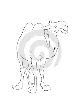 Vector illustration of a camel standing, line drawing, vector