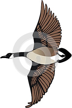 Canadian Goose Flying Illustration