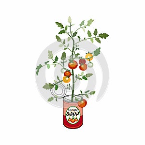 Vector illustration of canned tomato soup. Shoots of tomatoes with fruits from a tin can.