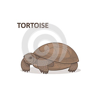 Vector illustration, a cartoon brown bid tortoise, isolated on a white background.