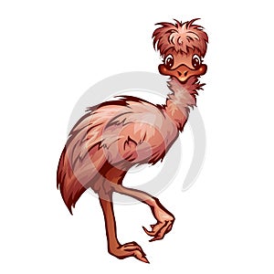 Vector illustration of cartoon cute emu