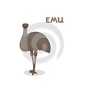 Vector illustration, a cartoon emu, isolated on a white background. Animal alphabet.