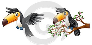 Vector illustration of Cartoon funny toucan collections