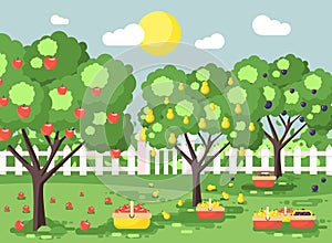 Vector illustration cartoon harvesting ripe fruit autumn orchard garden with plums, pears, apples trees, put crop in