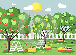 Vector illustration cartoon harvesting ripe fruit autumn orchard garden with stepladders plums, pears, apples trees, put