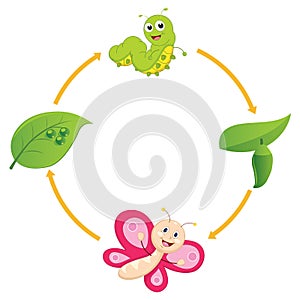 Vector Illustration of Cartoon Life Cycle of Butterfly