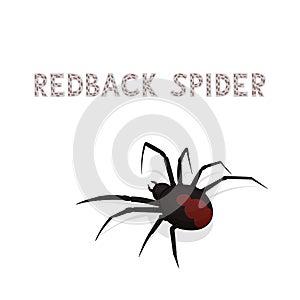 Vector illustration, a cartoon redback spider, isolated on a white background. Animal alphabet.