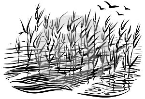 Vector illustration of cattails. Scene with river grass and water waves in the pond.