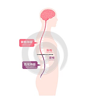 Vector illustration of the cauda equina