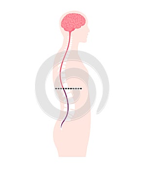 Vector illustration of the cauda equina