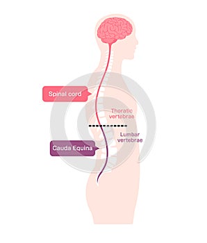 Vector illustration of the cauda equina
