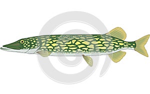 Chain Pickerel Illustration