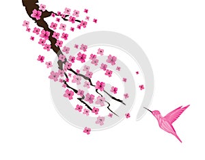 Vector Cherry Blossom And Pink Hummingbird