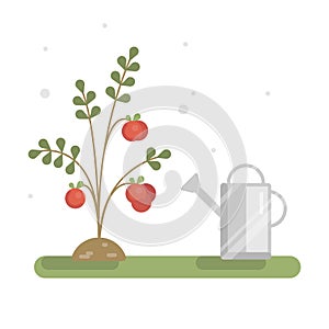 Vector illustration with cherry tomatoes and water can.