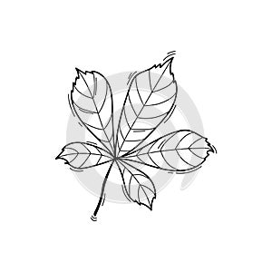 Vector illustration of chestnut leaf in doodle style, sketch black and white line art isolated on white background