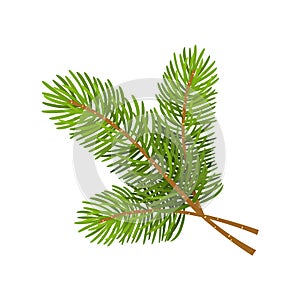 Vector illustration of christmas tree branch on white background