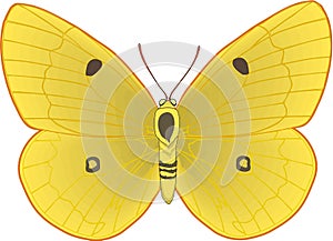 Clouded Yellow Butterfly Illustration
