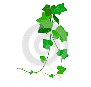Vector Illustration of Coccinia Grandis or green ivy