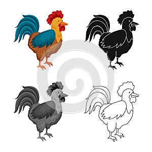 Vector illustration of cock and bird sign. Collection of cock and husbandry stock symbol for web.