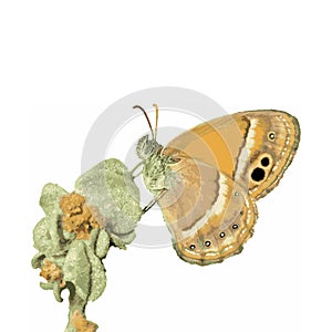 The vector illustration of Coenonympha saadi butterfly isolated in white