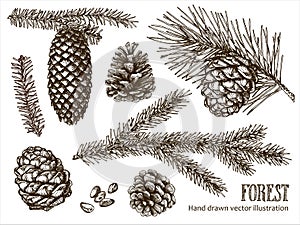 Vector illustration of a collection of coniferous branches and pine cones on a white background.