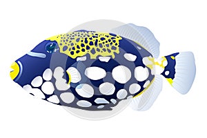 Vector illustration of colored fish of a triggerfish