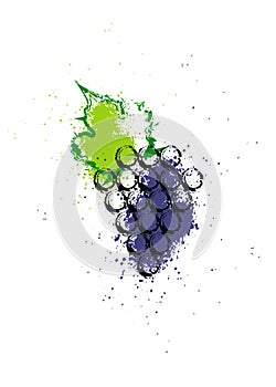 Vector illustration colorful and grapes vine icon. Abstract splash style watercolor with grape berries. Design concept