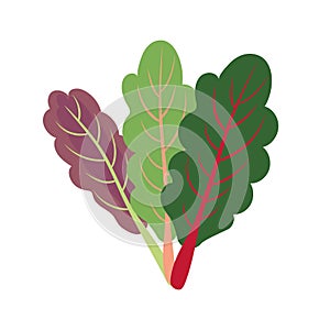 Vector illustration of colorful leafy collard greens. Plant based healthy diet green smoothie ingredients