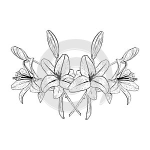 Vector illustration of composition from lily flowers heads in full bloom and buds. Black outline of petals, graphic