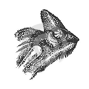 Vector illustration concept of Chameleon hand drown illustration on white background