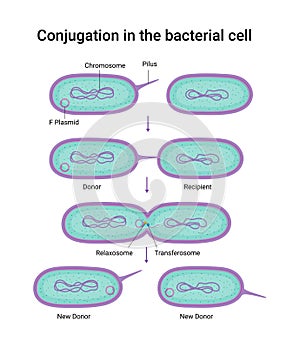 Vector illustration of Conjugation in the bacterial cell