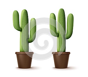Vector illustration of cordon cactus or pachycereus pringlei, houseplants in pot isolated on background
