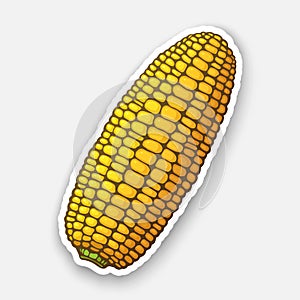 Vector illustration. Corn cob without leaves. Healthy vegetarian food. Ingredient for salad