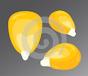 Vector illustration of corn kernel isolated on gray background. Set of different angles of view