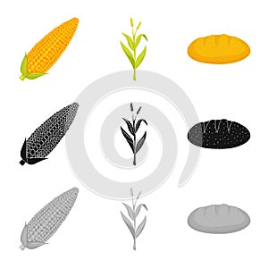 Vector illustration of cornfield and vegetable sign. Set of cornfield and vegetarian stock symbol for web.