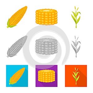 Vector illustration of cornfield and vegetable symbol. Collection of cornfield and vegetarian stock symbol for web.