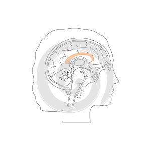 Vector illustration of Corpus callosum